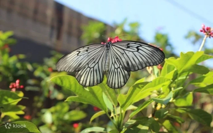 Kemenuh Butterfly Park